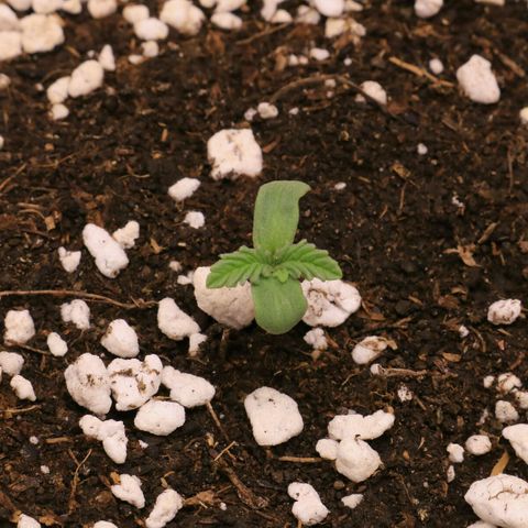 Lestrange #1 growlog timeline photo