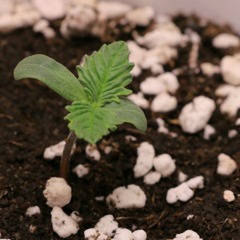 Lestrange #1 growlog photo: Le puse un domo hecho con la parte trasera de una botella de plástico, 