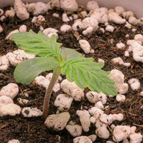 Lestrange #1 growlog photo: Sin ninguna novedad 😀