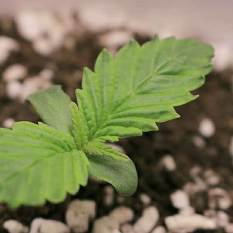 Lestrange #1 growlog photo: Se destacan las nuevas hojas 