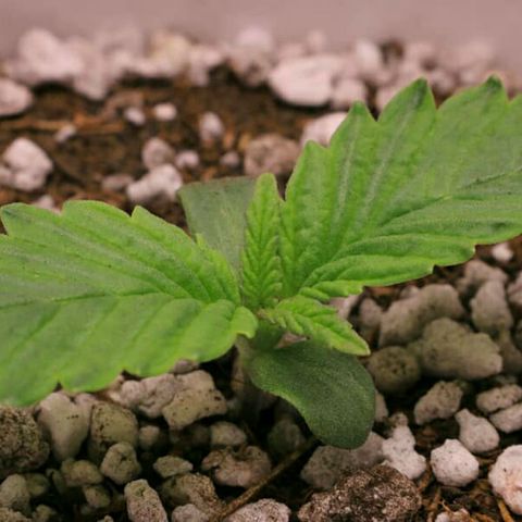 Lestrange #1 growlog photo: Rellenamos el sustrato y regalos con fertilizante (enraizante natural) 
