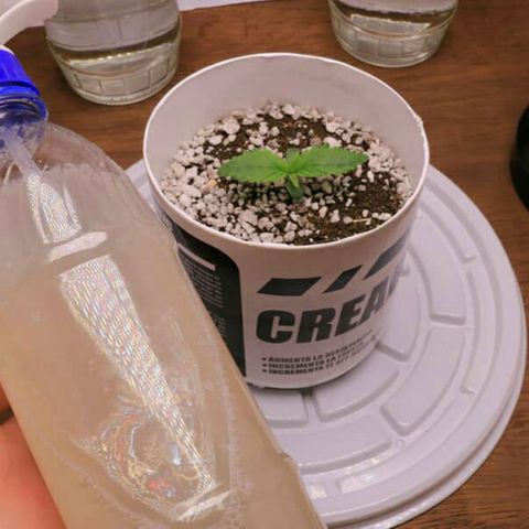 Lestrange #1 growlog photo: Rellenamos el sustrato y regalos con fertilizante (enraizante natural) 