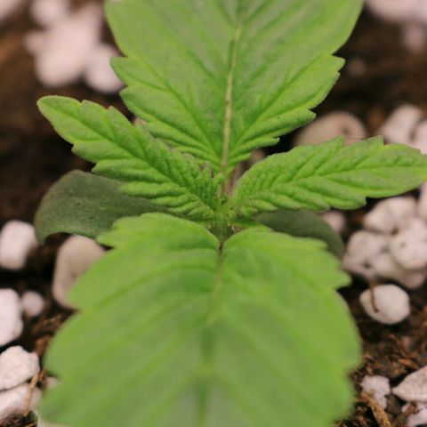 Lestrange #1 growlog photo: Humectamos las hojas 30 ml de agua 0.5 ec