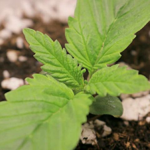Lestrange #1 growlog photo: Sin novedades 