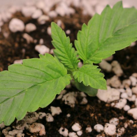 Lestrange #1 growlog photo: Sin novedades 