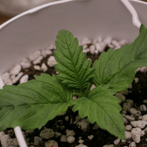 Lestrange #1 growlog photo: Ayudamos a la planta para wue no toque el sustrato un lst