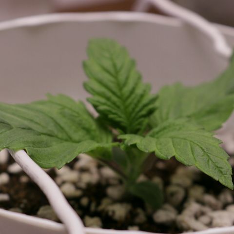 Lestrange #1 growlog photo: Ayudamos a la planta para wue no toque el sustrato un lst