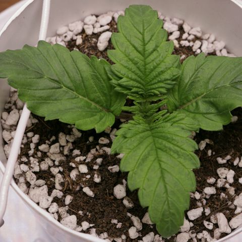 Lestrange #1 growlog photo: Atomizamos el sustrato, aun esperaremos para regar, el domingo procederemos a regar 