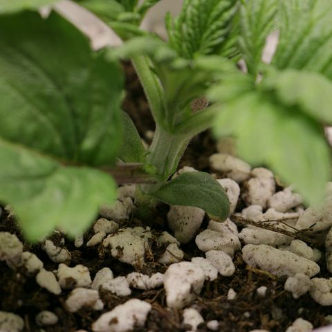 Lestrange #1 growlog photo: Pesé la maceta y pesa casi igual que una con sustrato seco mañana pulverizamos generosamente el sustrato 