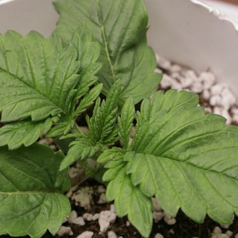 Lestrange #1 growlog photo: Pesé la maceta y pesa casi igual que una con sustrato seco mañana pulverizamos generosamente el sustrato 
