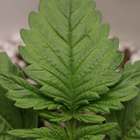 Lestrange #1 growlog photo: Pesé la maceta y pesa casi igual que una con sustrato seco mañana pulverizamos generosamente el sustrato 