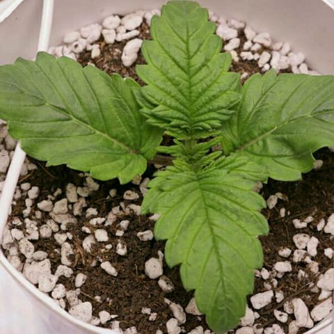 Lestrange #1 growlog photo: Pesé la maceta y pesa casi igual que una con sustrato seco mañana pulverizamos generosamente el sustrato 