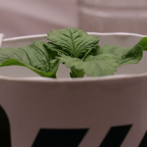 Lestrange #1 growlog photo: Atomizamos el sustrato, aun esperaremos para regar, el domingo procederemos a regar 