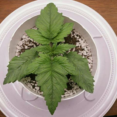 Lestrange #1 growlog photo: Solamente se pulverizó el sustrato muy suave sin fertilizantes solo agua 