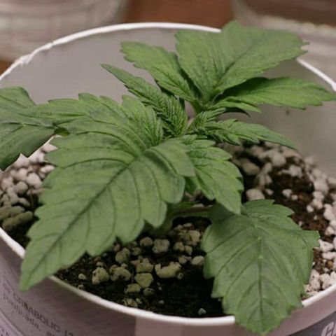 Lestrange #1 growlog photo: Solamente se pulverizó el sustrato muy suave sin fertilizantes solo agua 