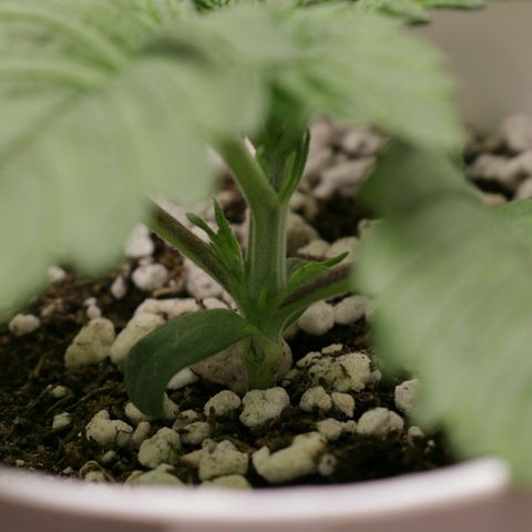 Lestrange #1 growlog photo: Solamente se pulverizó el sustrato muy suave sin fertilizantes solo agua 