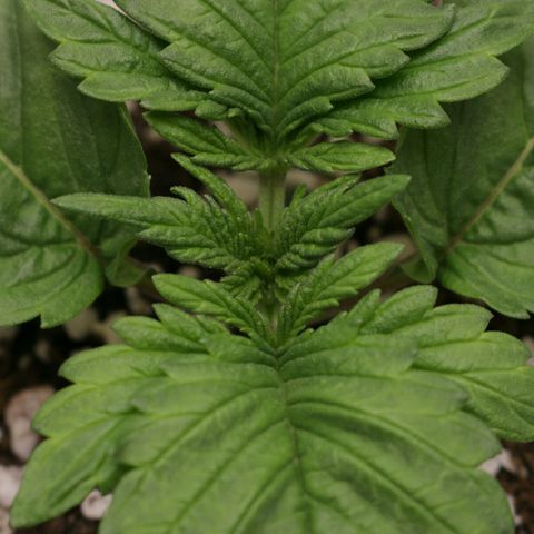 Lestrange #1 growlog photo: Pesé la maceta y pesa casi igual que una con sustrato seco mañana pulverizamos generosamente el sustrato 