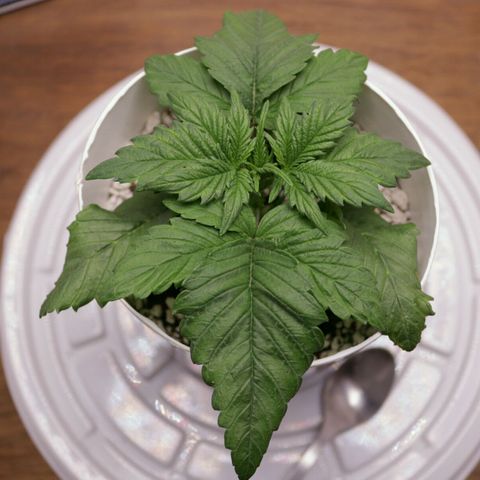 Lestrange #1 growlog photo: Al finalizar el día se aplicó a triple vacuna 💉 