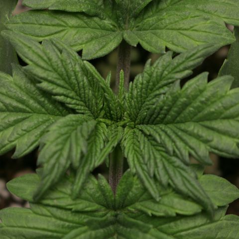 Lestrange #1 growlog photo: Este día se aplicó la triple vacuna no el 22 