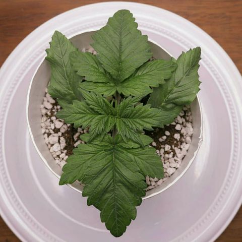 Lestrange #1 growlog photo: Este día se aplicó la triple vacuna no el 22 