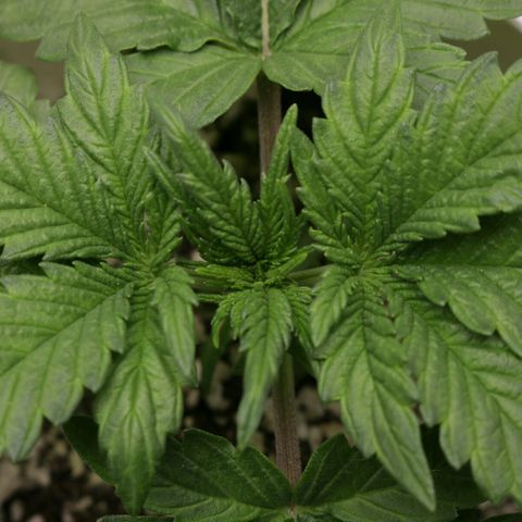 Lestrange #1 growlog photo: Sin novedades 