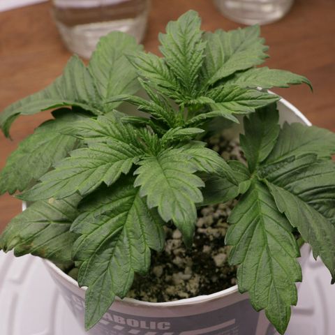 Lestrange #1 growlog photo: Sin novedades 