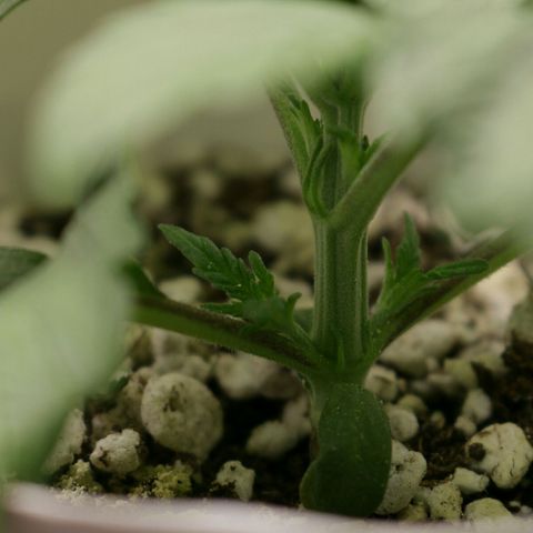 Lestrange #1 growlog photo: Al finalizar el día se aplicó a triple vacuna 💉 