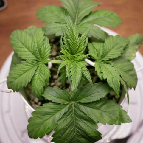 Lestrange #1 growlog photo: Realizamos el 1er guiado también regamos para quitar sales y corregir el ph