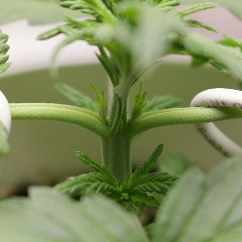 Lestrange #1 growlog photo: Realizamos el 1er guiado también regamos para quitar sales y corregir el ph