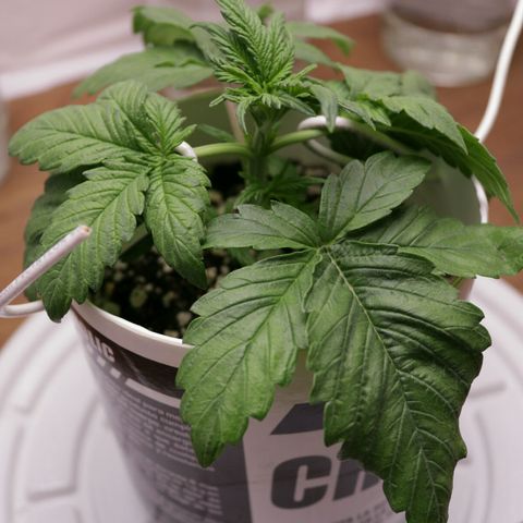 Lestrange #1 growlog photo: Realizamos el 1er guiado también regamos para quitar sales y corregir el ph