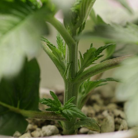 Lestrange #1 growlog photo: Sin novedades 