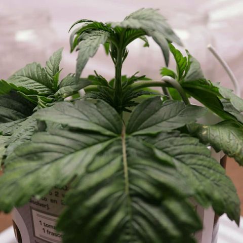 Lestrange #1 growlog photo: Necesitamos bajar el ph, tenemos deficiencia de magnesio en las hojas antiguas