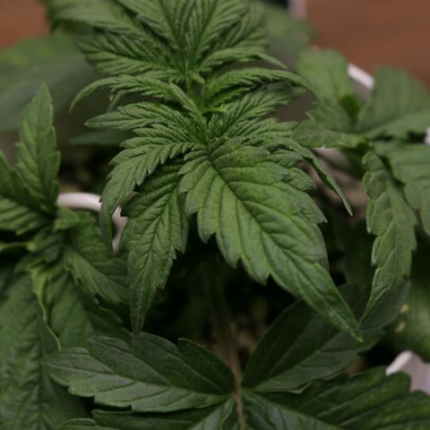 Lestrange #1 growlog photo: Necesitamos bajar el ph, tenemos deficiencia de magnesio en las hojas antiguas