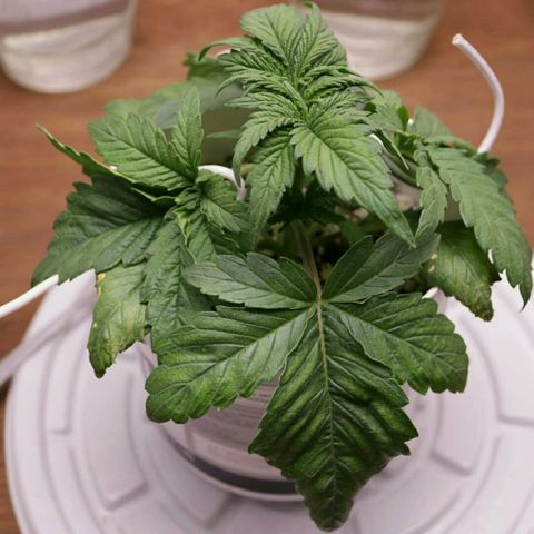 Lestrange #1 growlog photo: Necesitamos bajar el ph, tenemos deficiencia de magnesio en las hojas antiguas