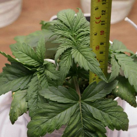Lestrange #1 growlog photo: Necesitamos bajar el ph, tenemos deficiencia de magnesio en las hojas antiguas