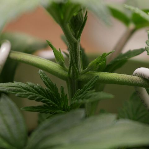 Lestrange #1 growlog photo: Tenemos presencia de decí ciencia de mag y calcio me imagino solamente debido al Ph muy alto 7.2 el último riego, y también mencionar que para reducir el ph uso limón y es la mejor alternativa Casera, eso sí tenemos que rebajar más de lo debido al principio rebaje a 5.4 y quedó en 5.9 un día después, veré si mañana se mantiene o sube, 