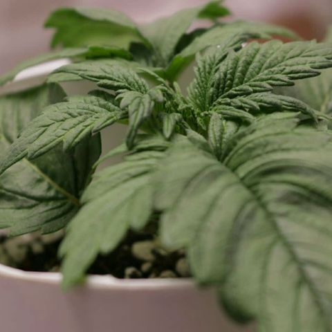 Lestrange #1 growlog photo: Este día se aplicó la triple vacuna no el 22 