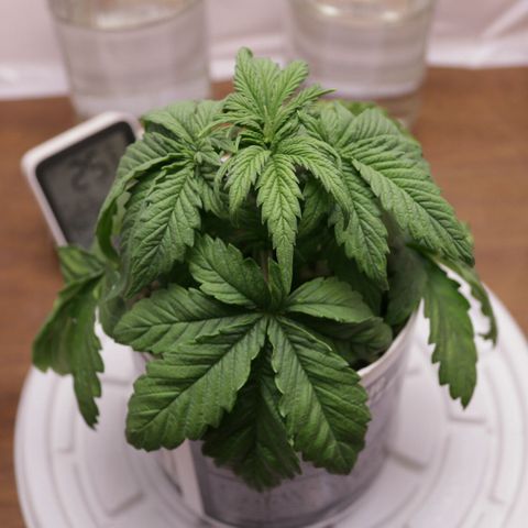 Lestrange #1 growlog photo: Paso 24 de la poda, no respondió mal, todo lo contrario 👍💪