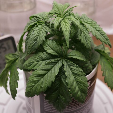 Lestrange #1 growlog photo: Paso 24 de la poda, no respondió mal, todo lo contrario 👍💪