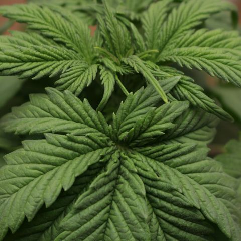 Lestrange #1 growlog photo: Paso 24 de la poda, no respondió mal, todo lo contrario 👍💪