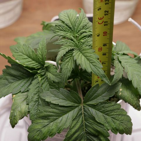 Lestrange #1 growlog photo: Esta creciendo bastante rápido casi 1 cm diario🙋