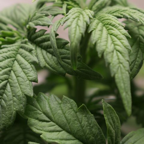 Lestrange #1 growlog photo: Paso 24 de la poda, no respondió mal, todo lo contrario 👍💪