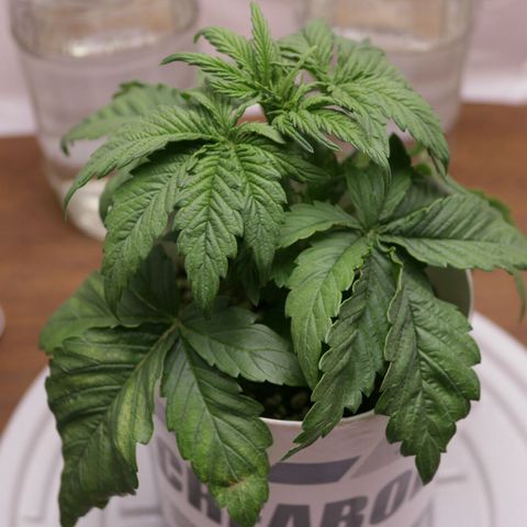 Lestrange #1 growlog photo: Hoy realizamos la 1ra poda de bajos para más flujo de aire