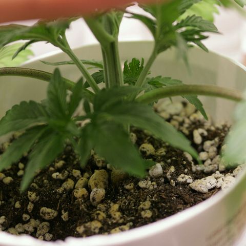 Lestrange #1 growlog photo: Hoy realizamos la 1ra poda de bajos para más flujo de aire
