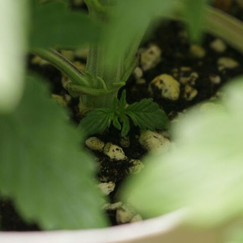 Lestrange #1 growlog photo: Las hojas se sienten seco al tacto, en resumen mi situación es tener humedad baja y ph alto