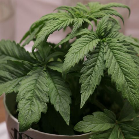 Lestrange #1 growlog photo: Las hojas se sienten seco al tacto, en resumen mi situación es tener humedad baja y ph alto