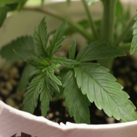 Lestrange #1 growlog photo: Las hojas se sienten seco al tacto, en resumen mi situación es tener humedad baja y ph alto