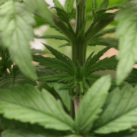 Lestrange #1 growlog photo: Subimos la luz a 18 pulgadas 46 cm, y sacamos el adaptador de la luz para reducir el calor y humectar la humedad