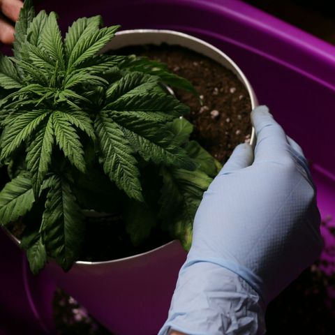 Lestrange #1 growlog photo: Hoy realizamos el trasplante a maceta definitiva de 7 L 500 ml turba rubia 2, tierra negra 1, perlita 1, humus de lombriz 1/5, sustrato quedó a ph 5.8, ec 2.3, pulverizamos el sustrato con ph 5.9 y 0.4 ec 