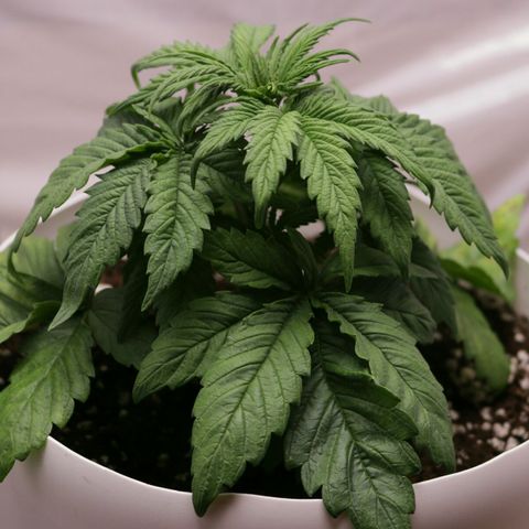Lestrange #1 growlog photo: Hoy realizamos el trasplante a maceta definitiva de 7 L 500 ml turba rubia 2, tierra negra 1, perlita 1, humus de lombriz 1/5, sustrato quedó a ph 5.8, ec 2.3, pulverizamos el sustrato con ph 5.9 y 0.4 ec 
